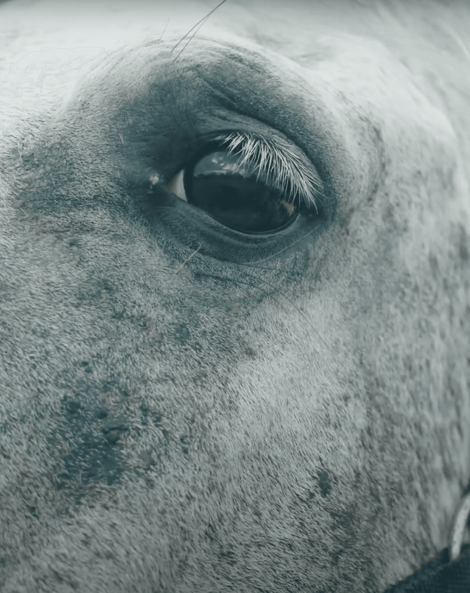 Oeil de cheval
