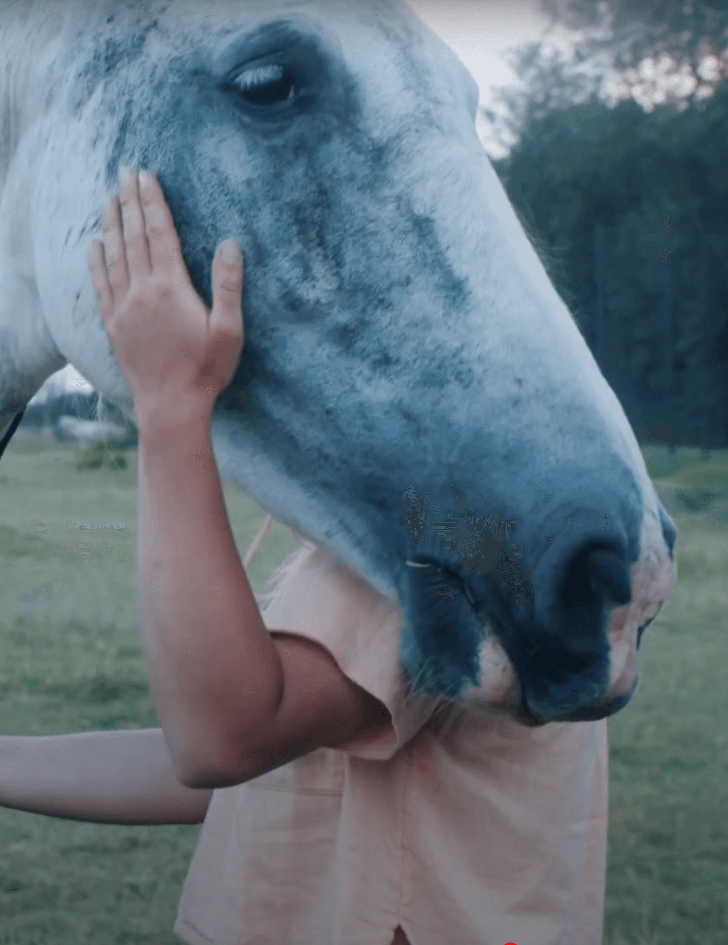 Calin a un cheval